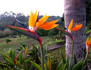 バードオブパラダイス・ハワイ島: 神々の島・ハワイ島たより