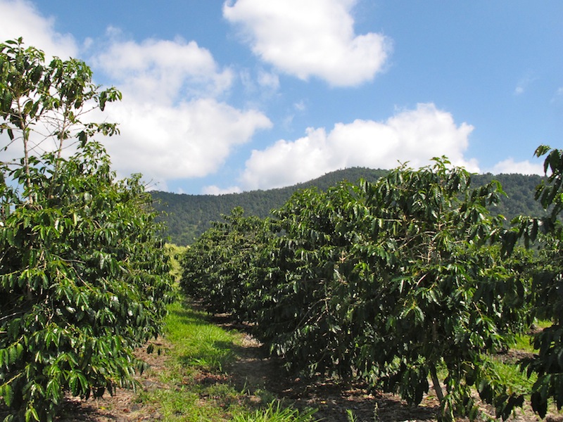 カウコーヒー農園 ハワイ島 神々の島 ハワイ島たより
