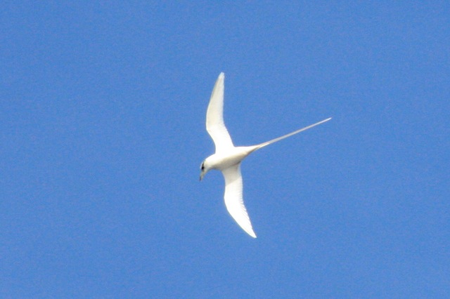 ハワイの鳥たち 神々の島 ハワイ島たより