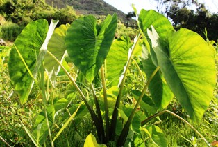 植物の力 カロ タロイモ 神々の島 ハワイ島たより